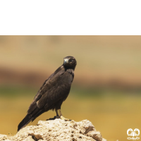 گونه سارگپه پا بلند Long-legged Buzzard